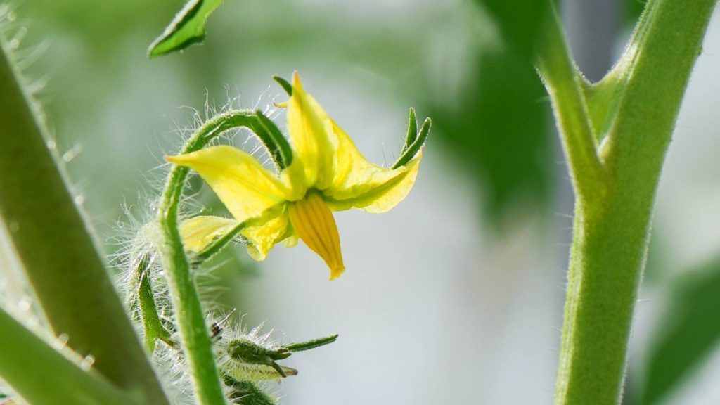 Photo d'une fleur de tomate