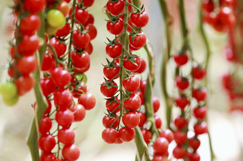 Photo de plusieurs grappes de tomates cocktail rouge