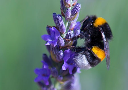 Photo d'un bourdon sur une fleur de lavande